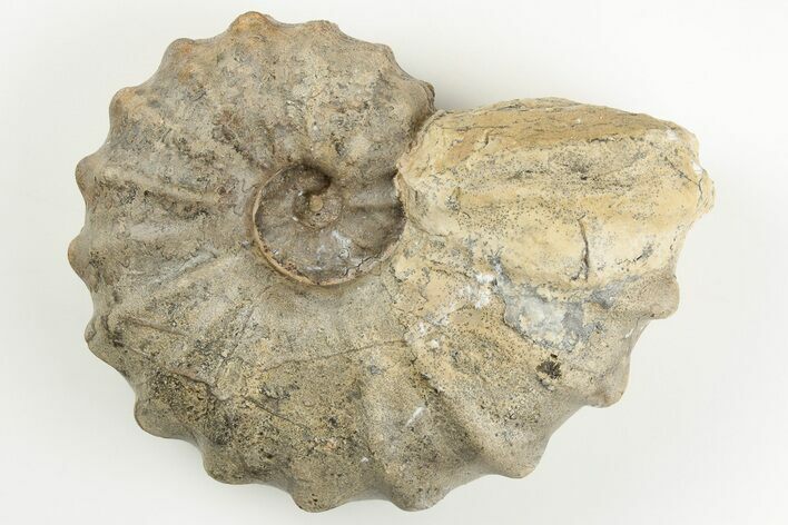 Cretaceous Fossil Ammonite (Calycoceras) - Texas #198217